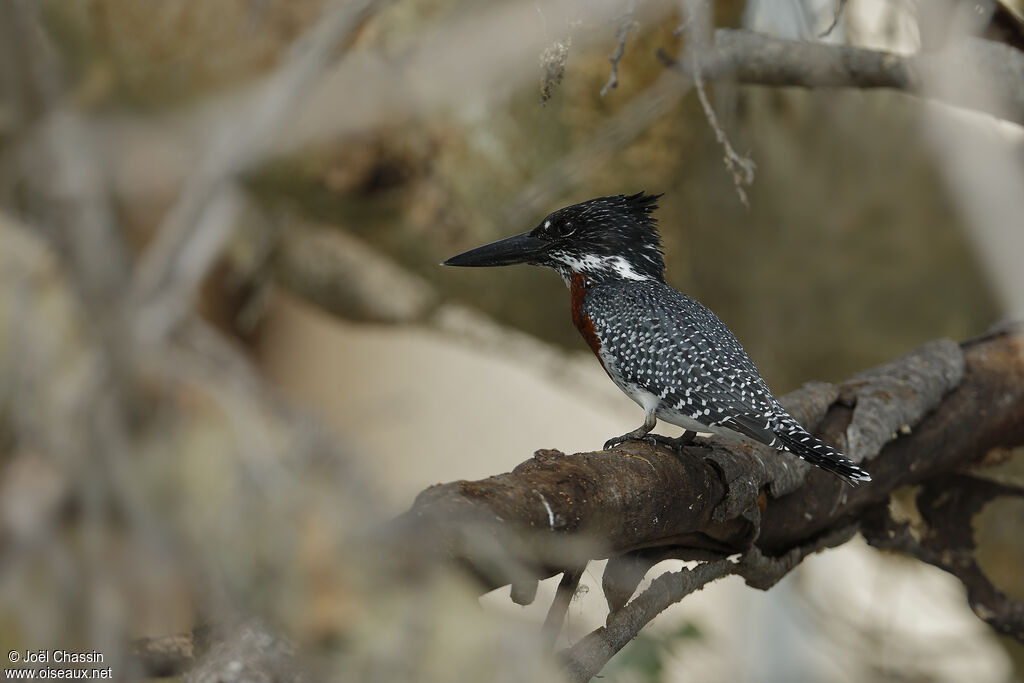 Martin-pêcheur géant, identification
