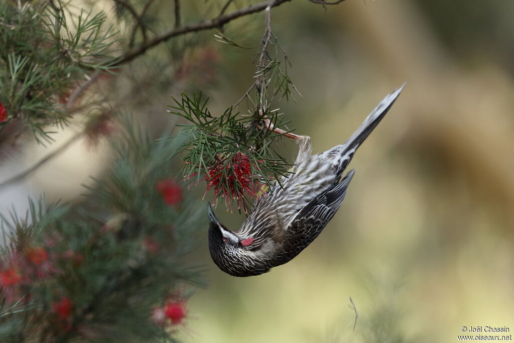 Red Wattlebird, identification