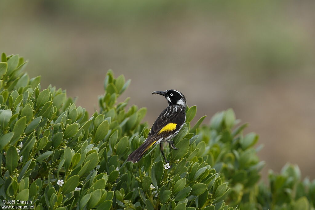 New Holland Honeyeater, identification