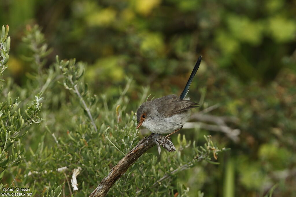 Superb Fairywren, identification
