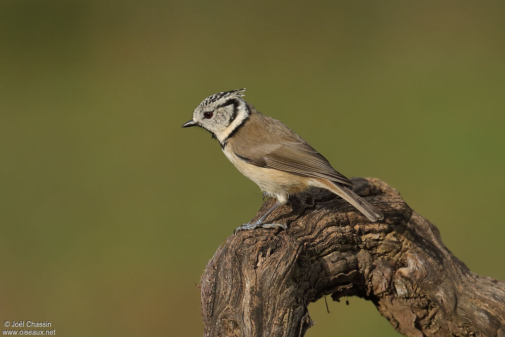 Mésange huppée, identification