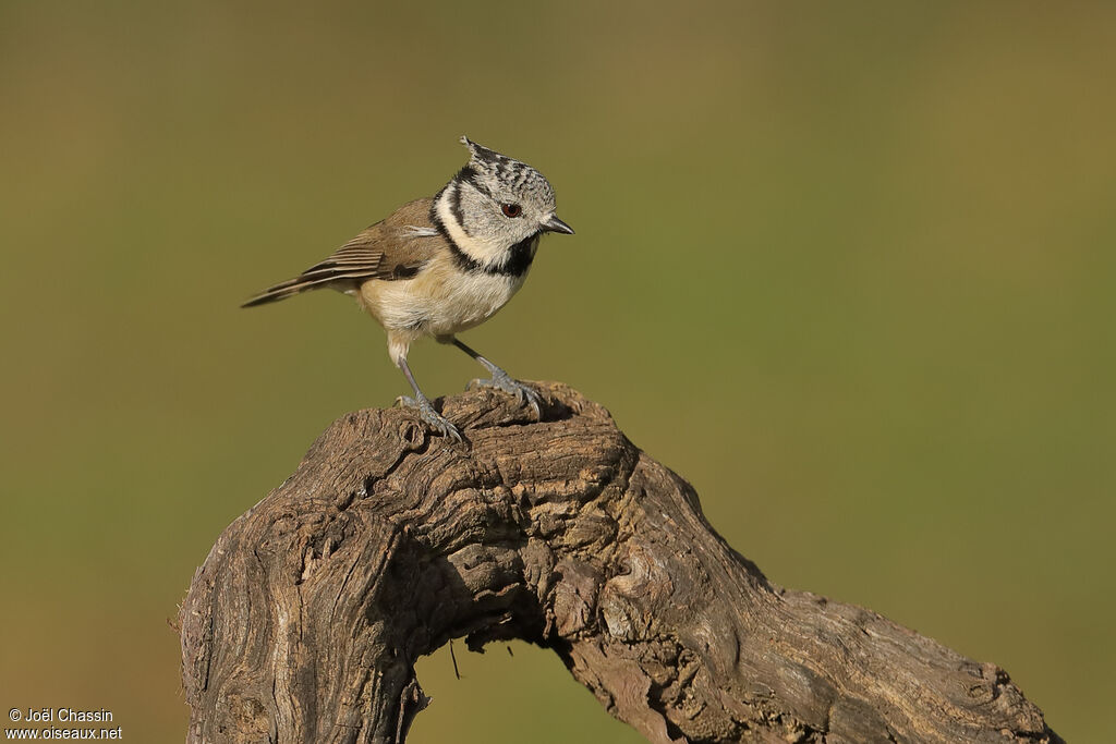 Mésange huppée, identification