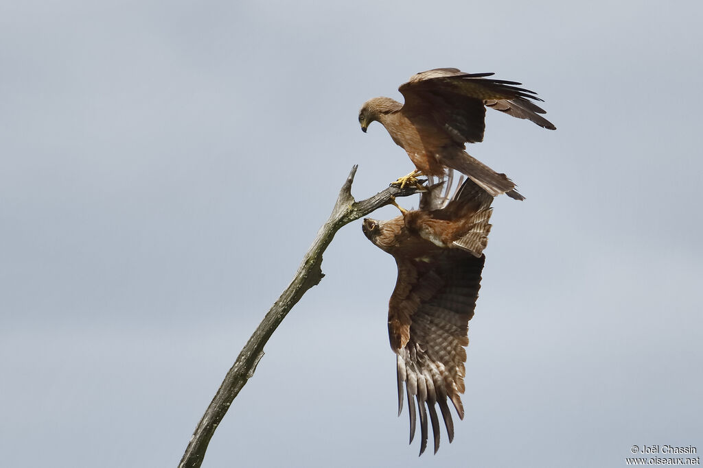 Black Kite, identification