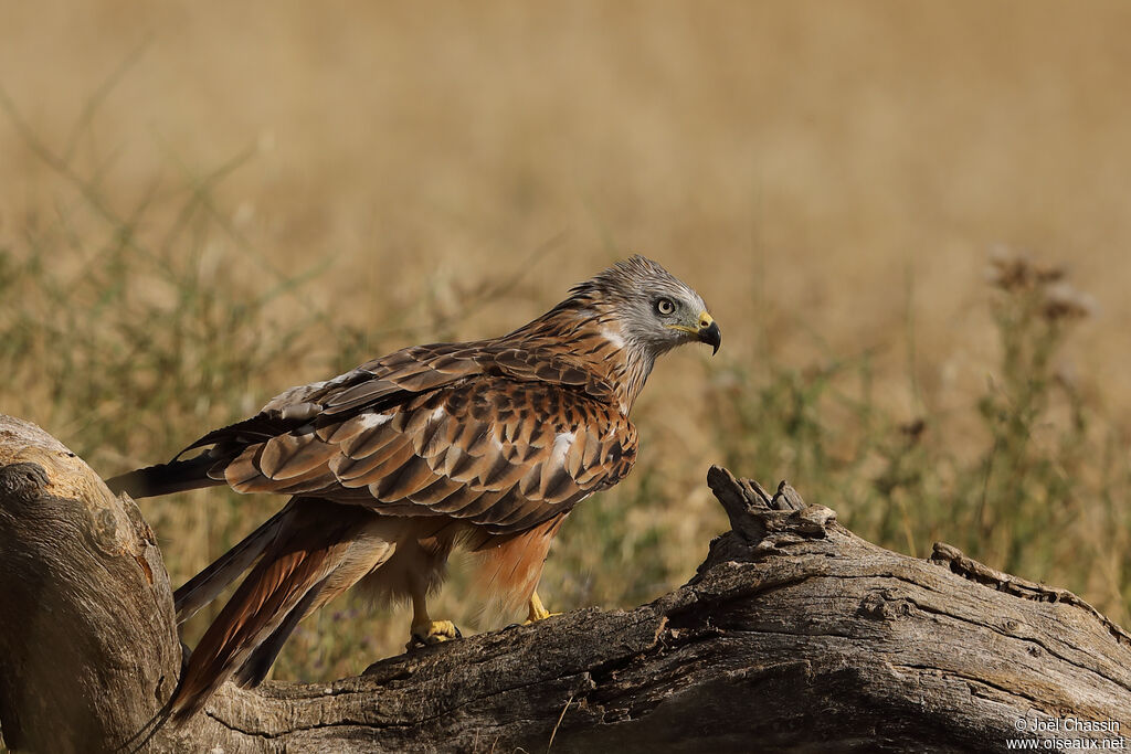 Red Kite, identification