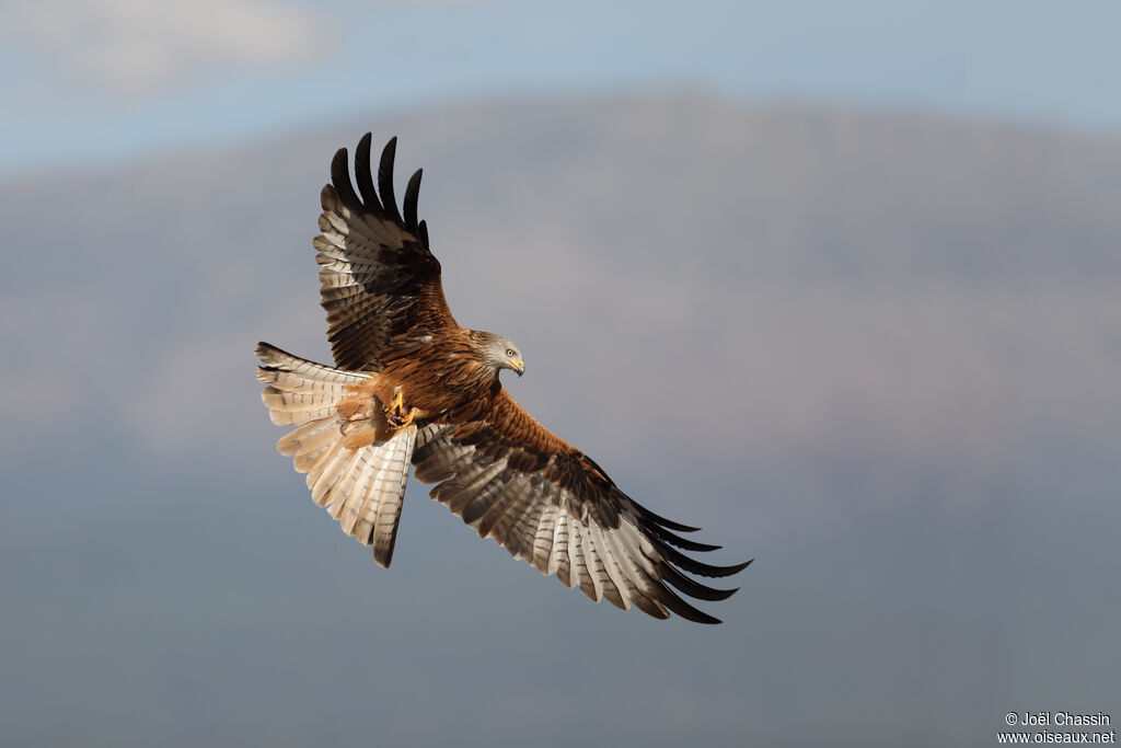 Red Kite