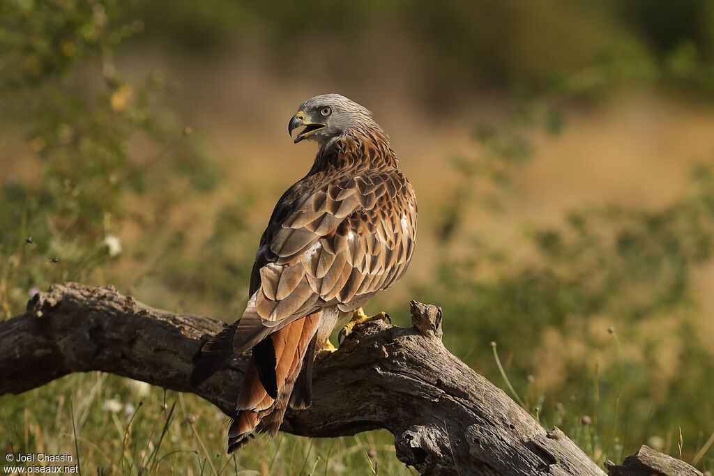 Red Kite, identification
