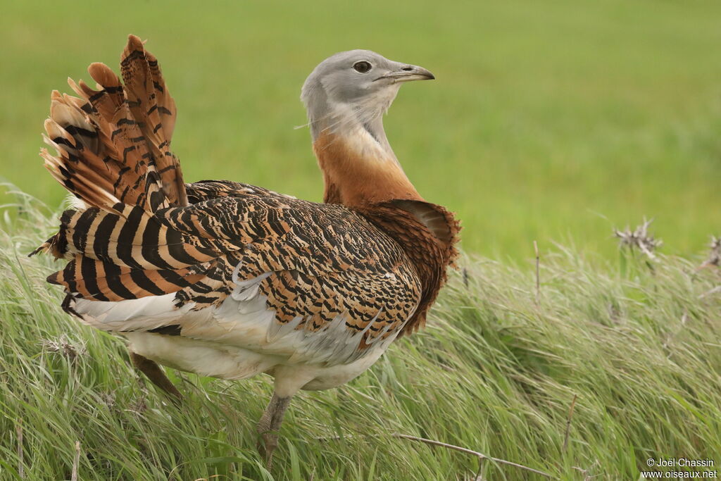 Great Bustard, identification