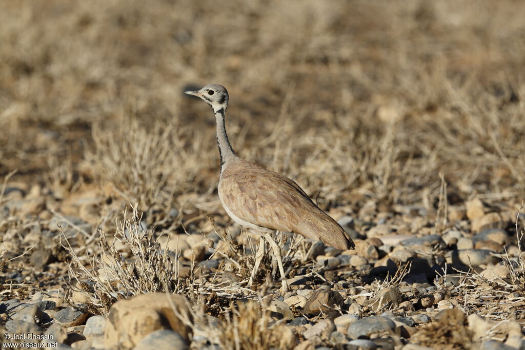 Outarde de Rüppell, identification
