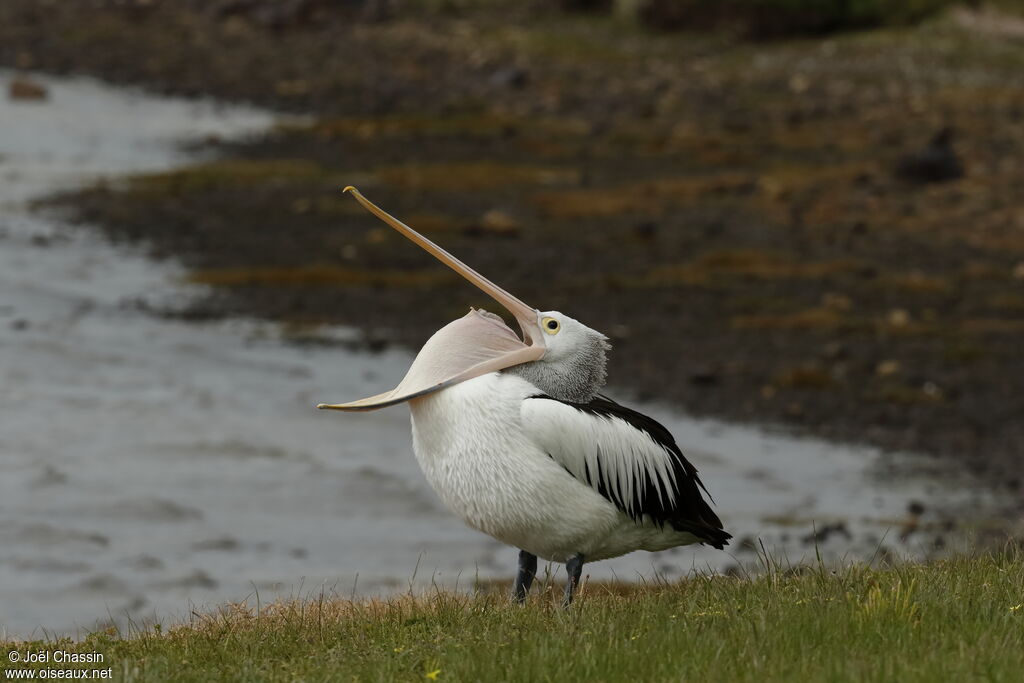 Australian Pelican, identification
