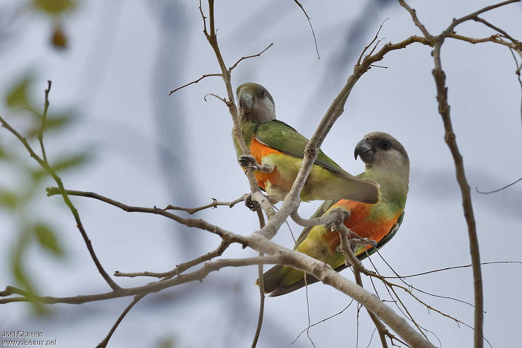 Senegal Parrotadult, pigmentation