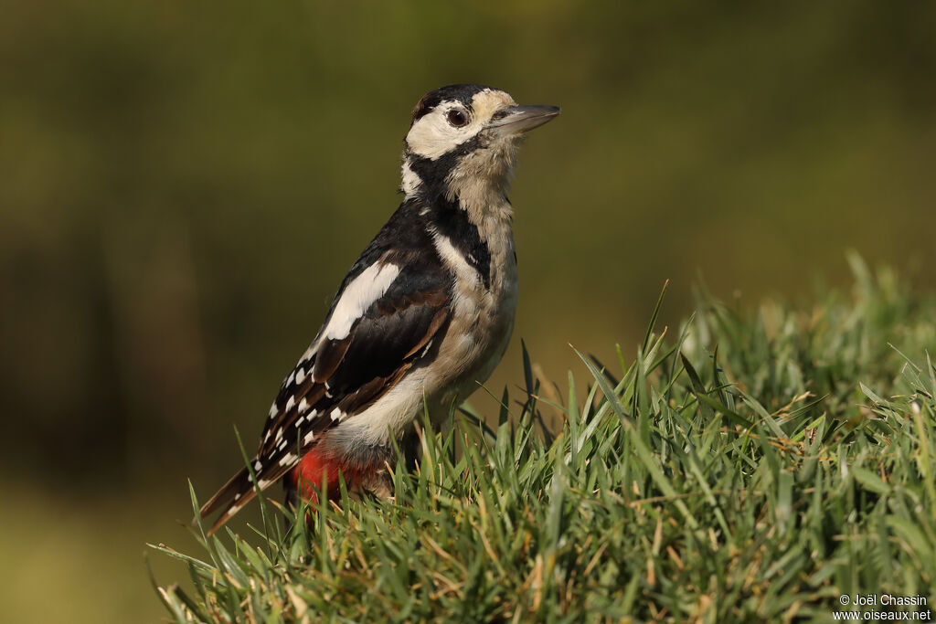 Pic épeiche femelle, identification