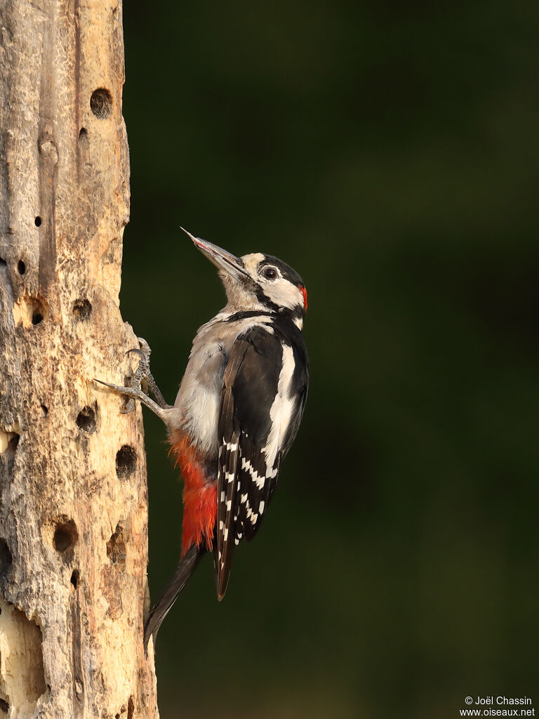 Great Spotted Woodpecker male, identification