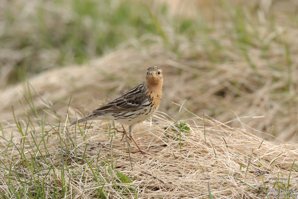 Pipit à gorge rousse