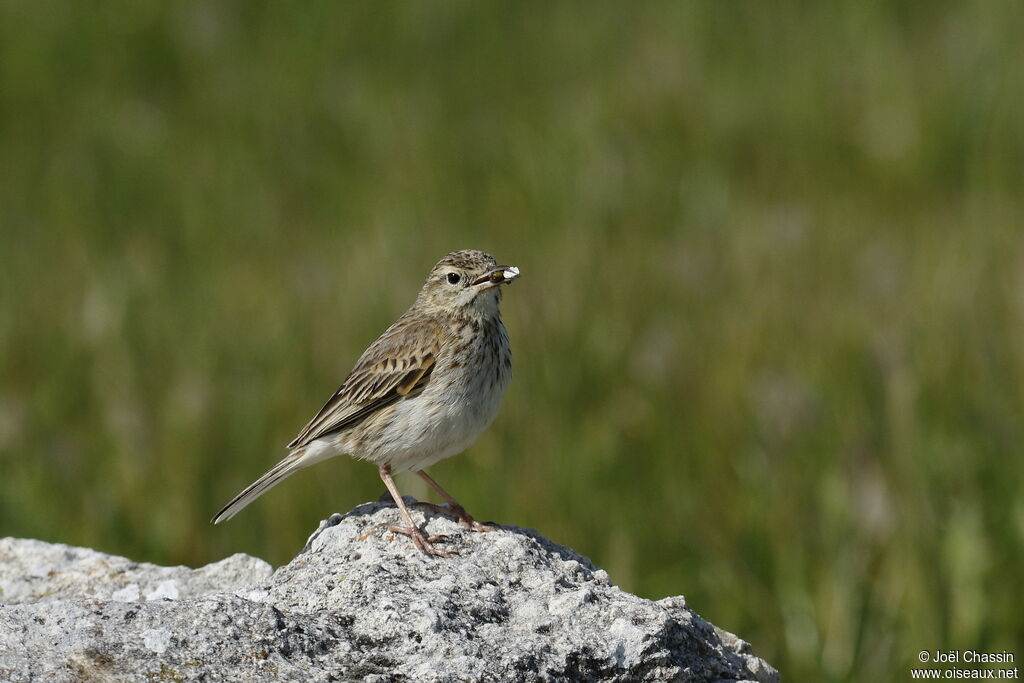 Pipit austral, identification