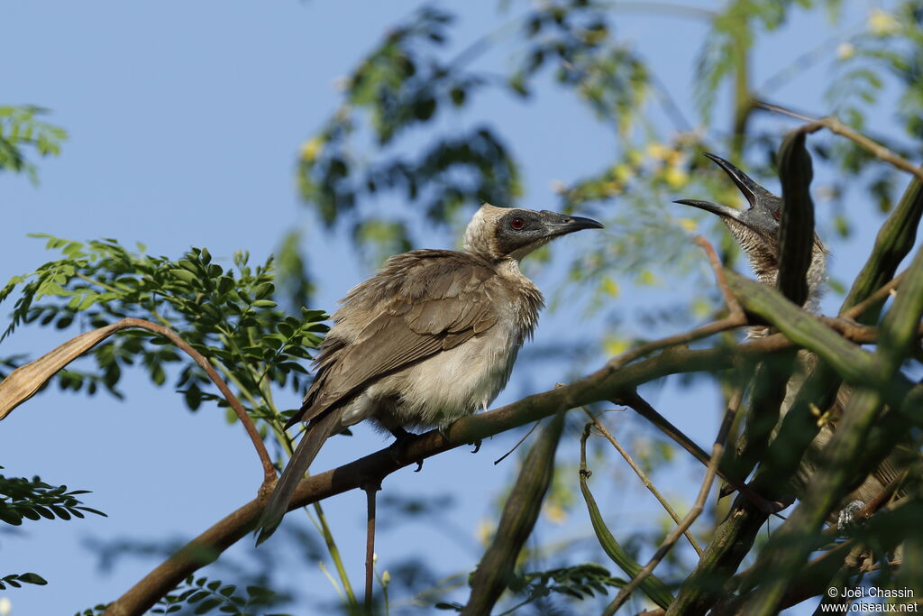Helmeted Friarbird, identification