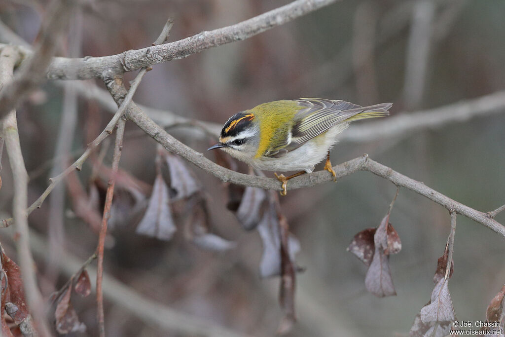Common Firecrest, identification