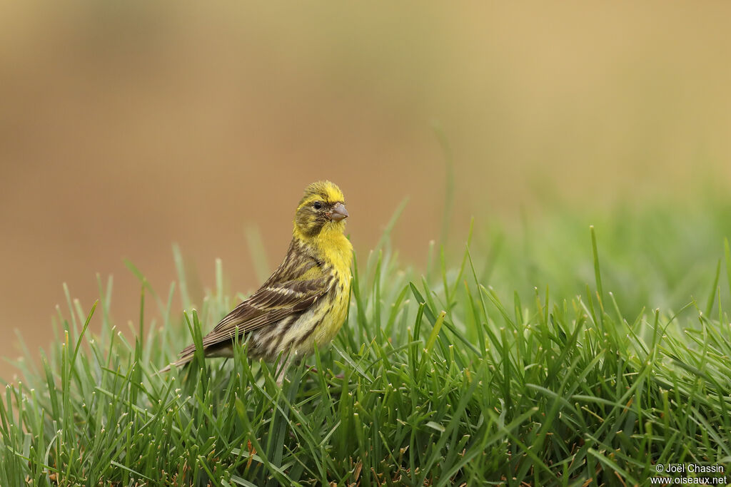 Serin cini, identification