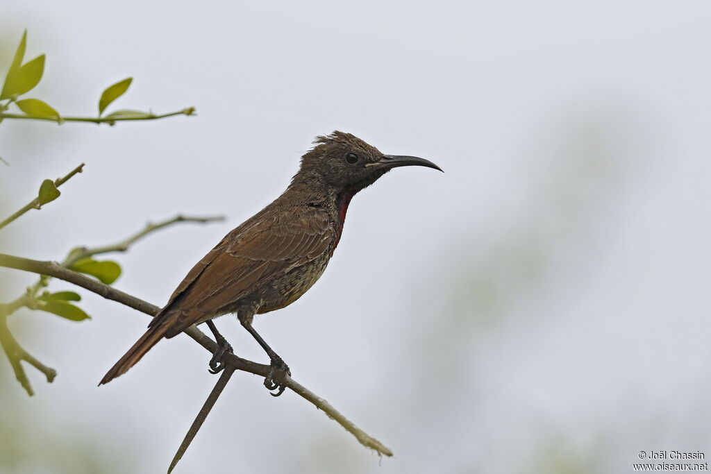 Scarlet-chested Sunbird, identification