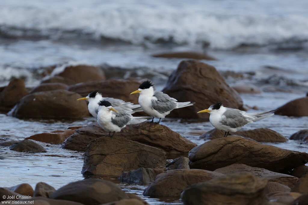 Greater Crested Tern