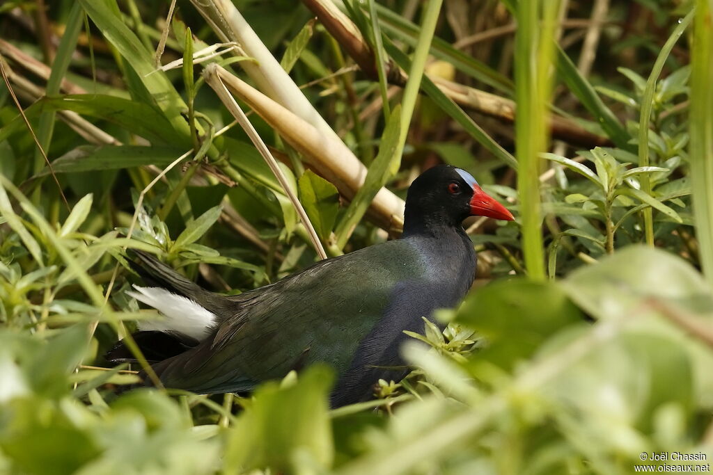 Talève d'Allen, identification
