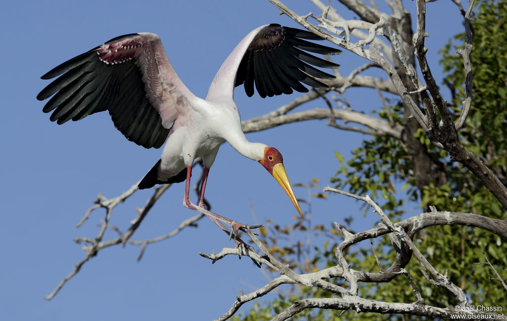 Tantale ibis, identification