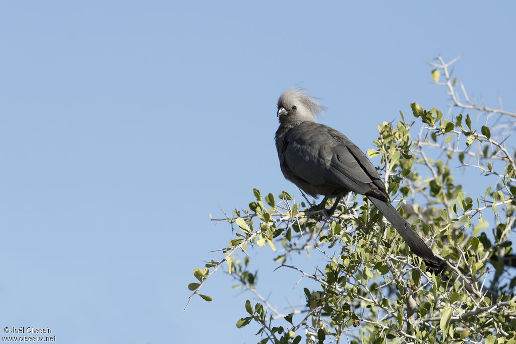 Grey Go-away-bird, identification