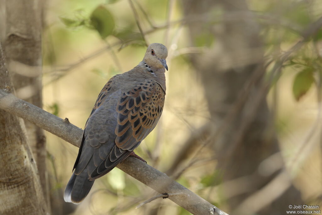 Tourterelle des bois, identification