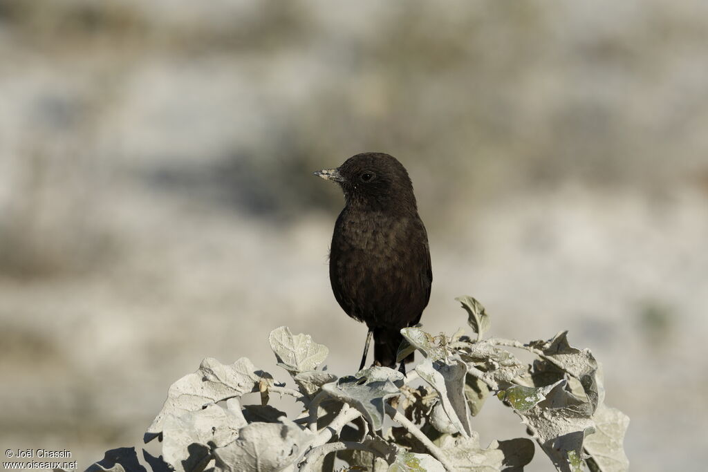Traquet fourmilier, identification
