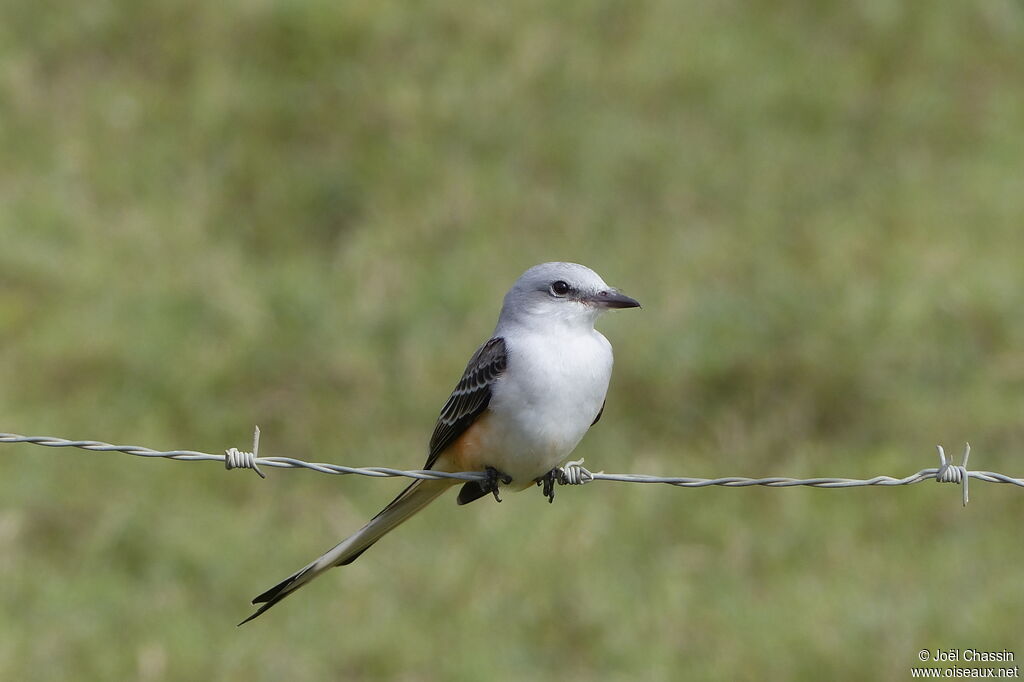 Scissor-tailed Flycatcher