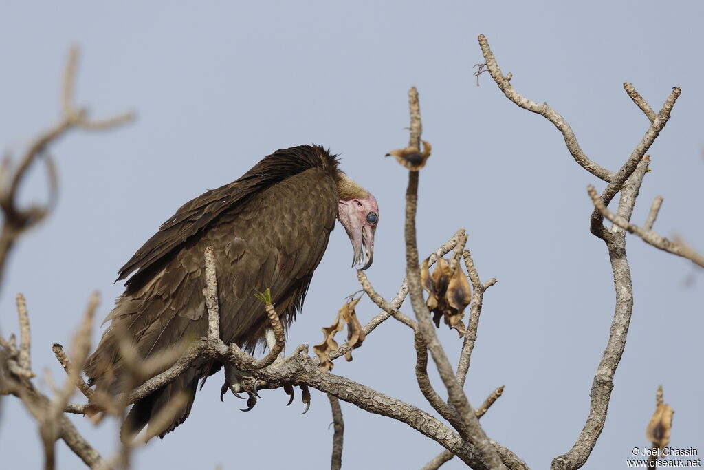 Vautour charognard, identification
