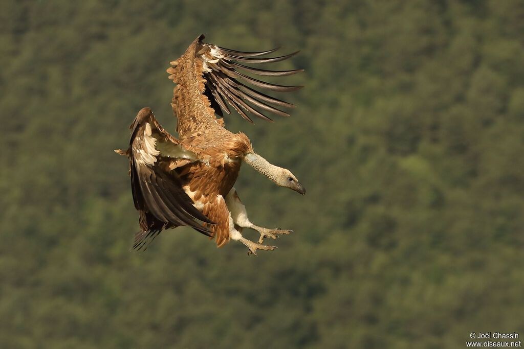 Vautour fauve, identification