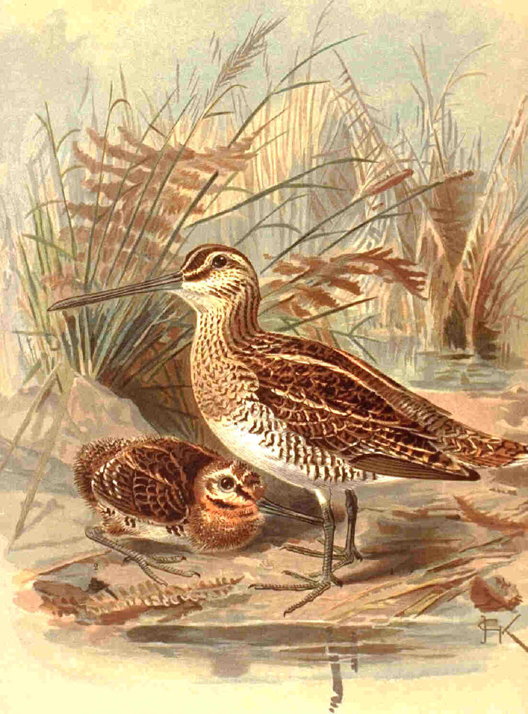 Common Snipe