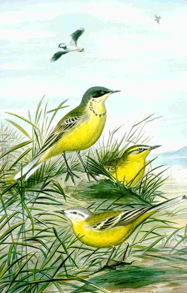 Bergeronnette printanière