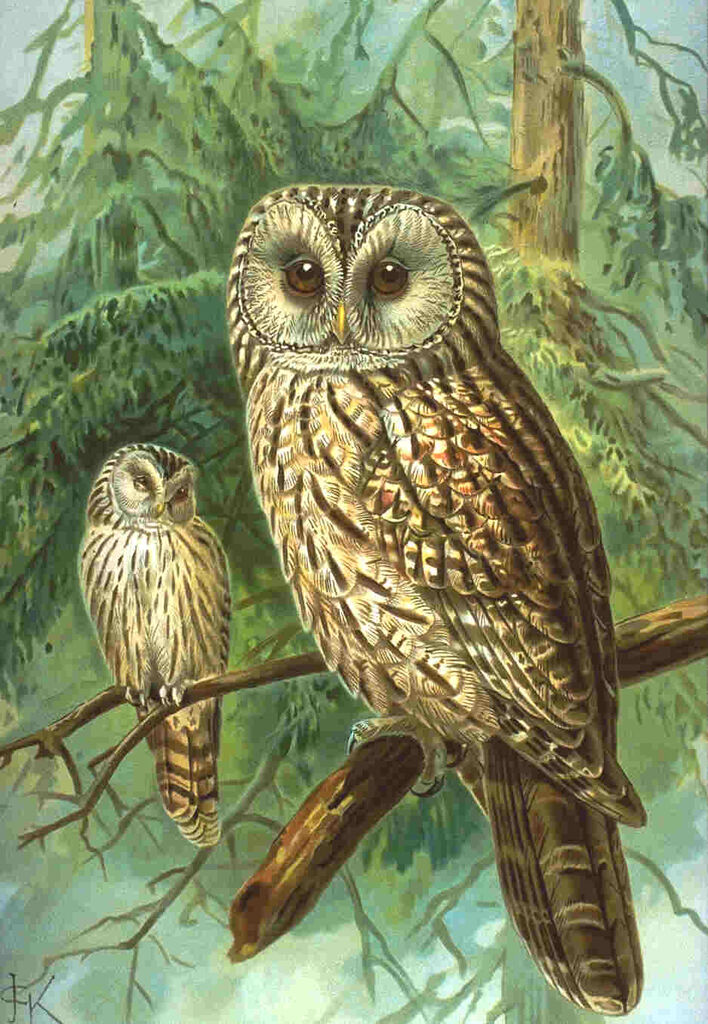 Chouette de l'Oural