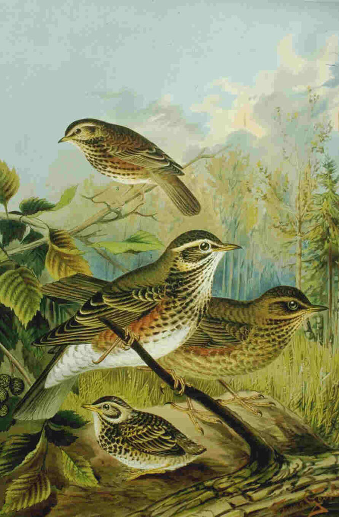 Grive mauvis