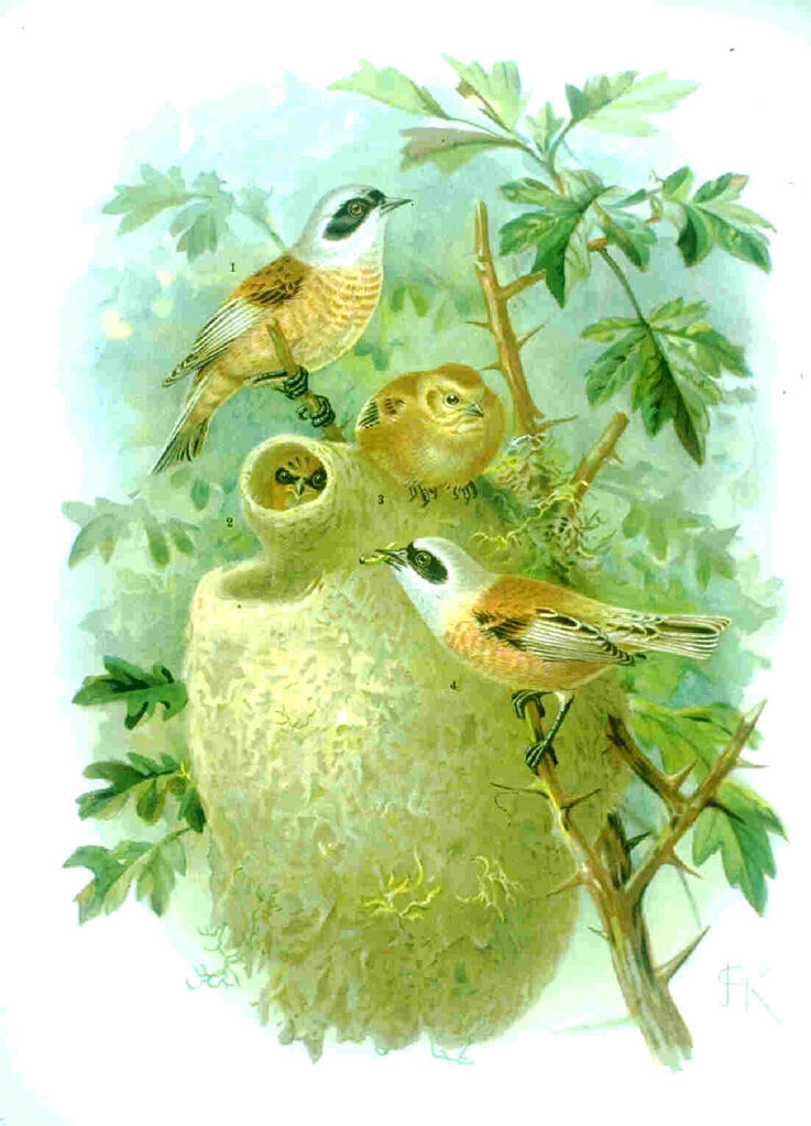 Eurasian Penduline Tit