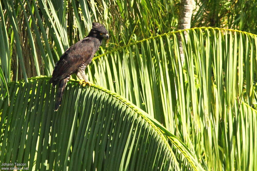 Aigle tyranadulte, identification