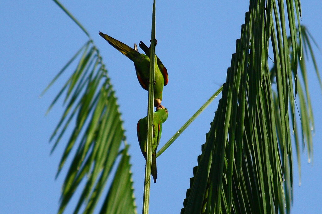 Conure pavouane