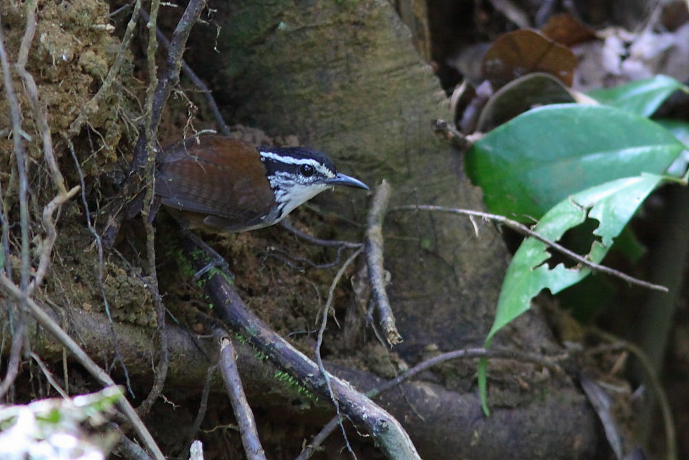 Troglodyte à poitrine blancheadulte, identification