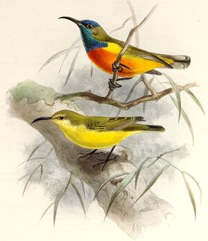 Souimanga de Timor