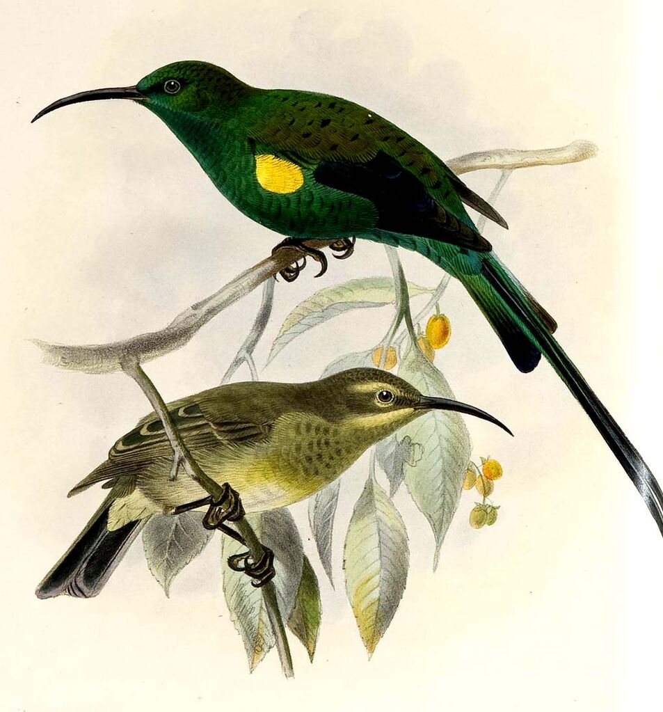 Souimanga malachite