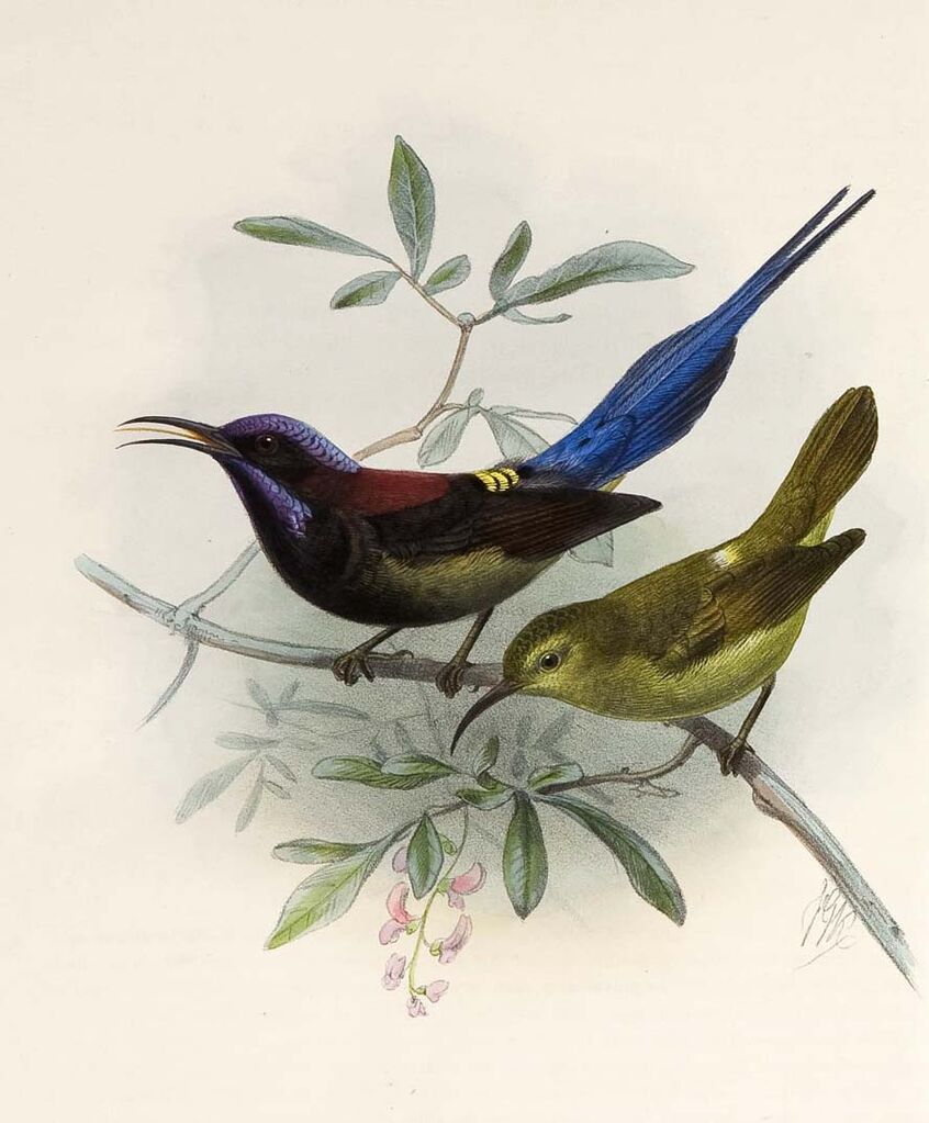 Black-throated Sunbird