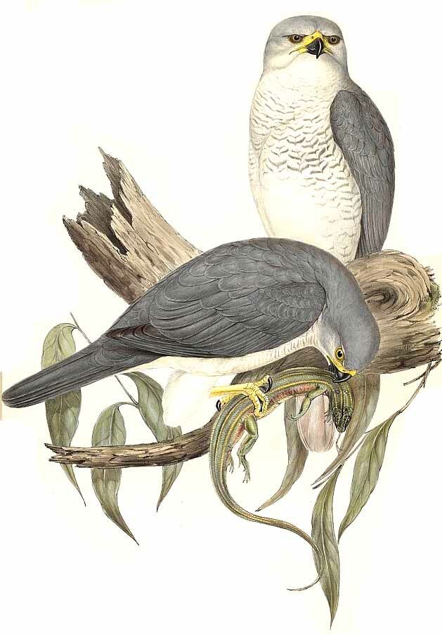 Grey Goshawk