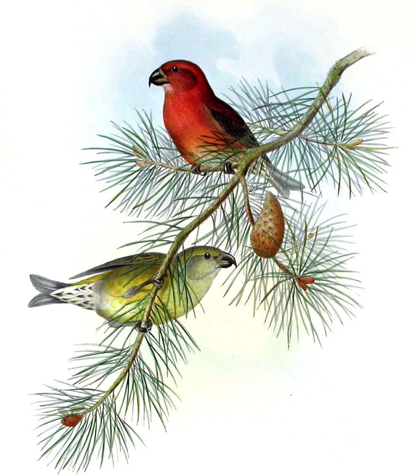 Parrot Crossbill