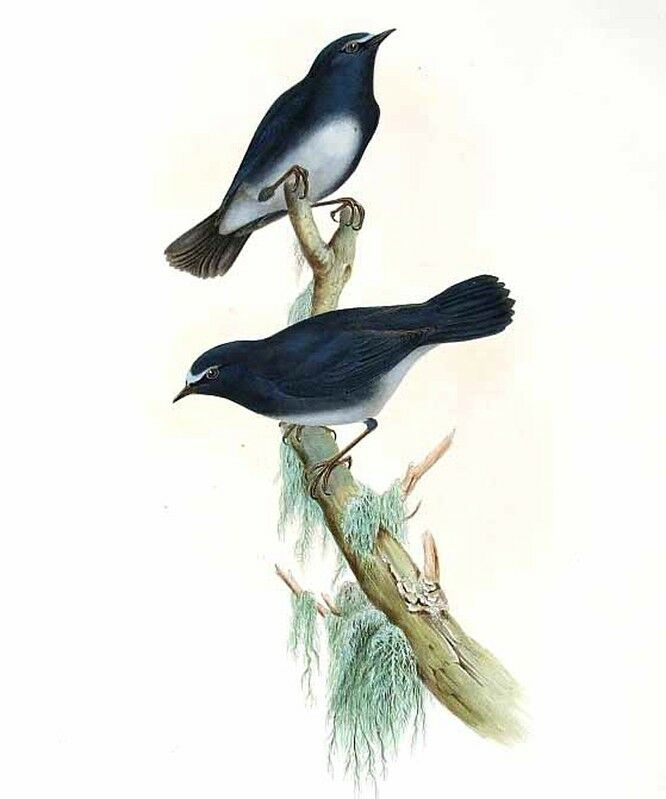 White-bellied Blue Robin