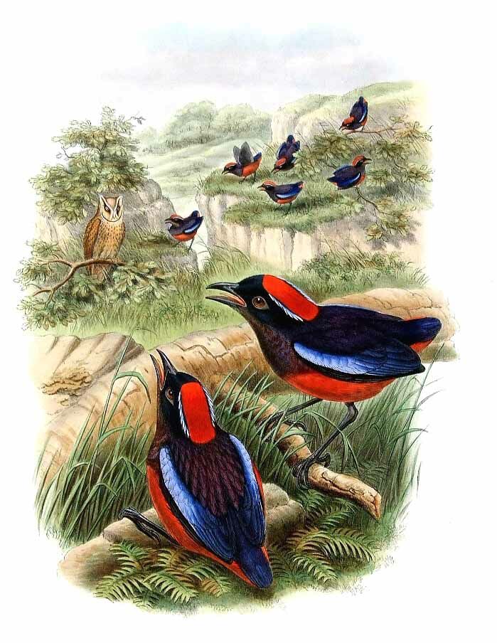 Garnet Pitta