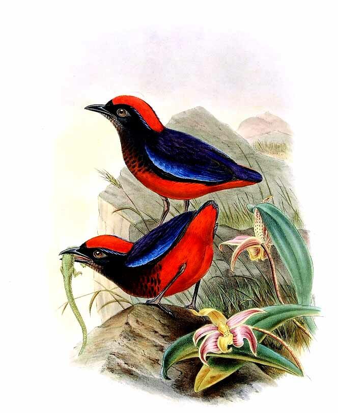 Garnet Pitta