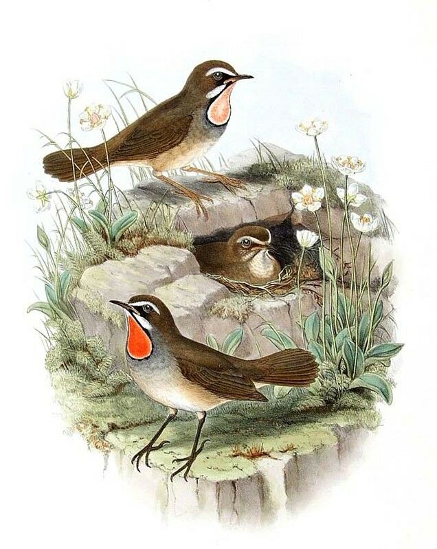 Siberian Rubythroat (beicki)