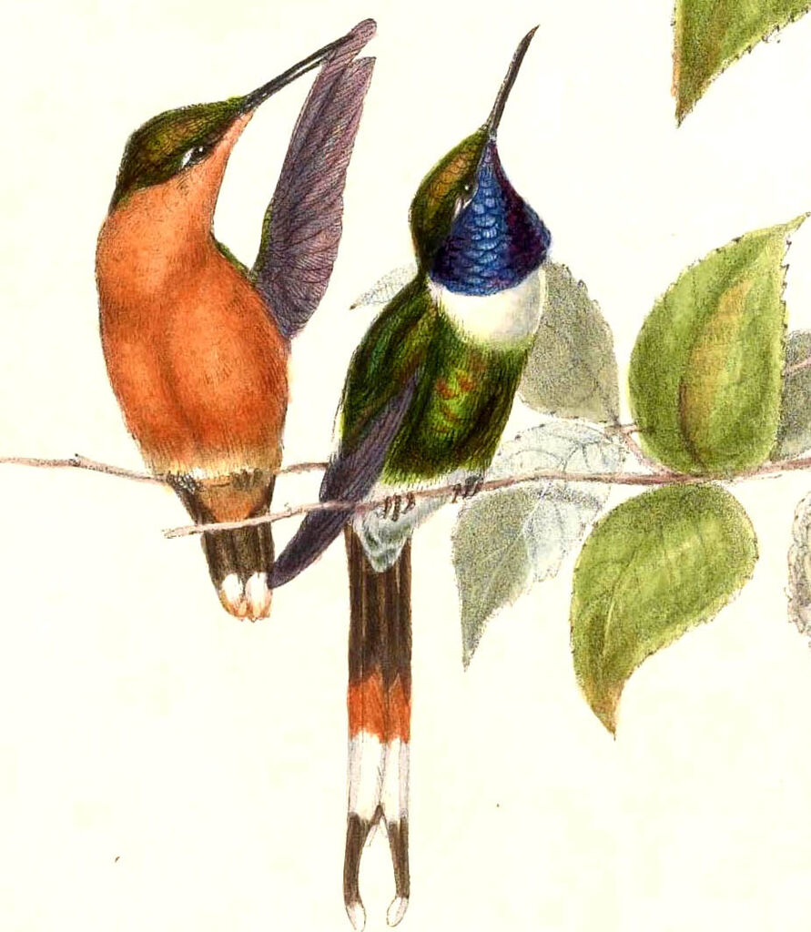 Sparkling-tailed Woodstar