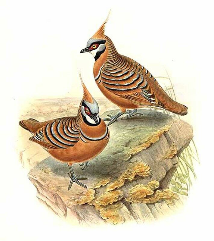 Spinifex Pigeon